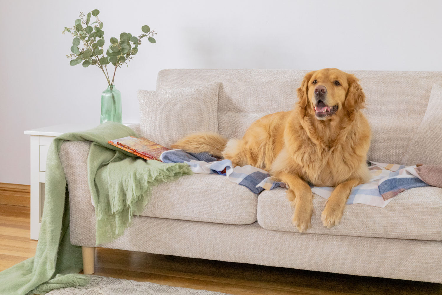 Connie dog sofa with cushion best sale